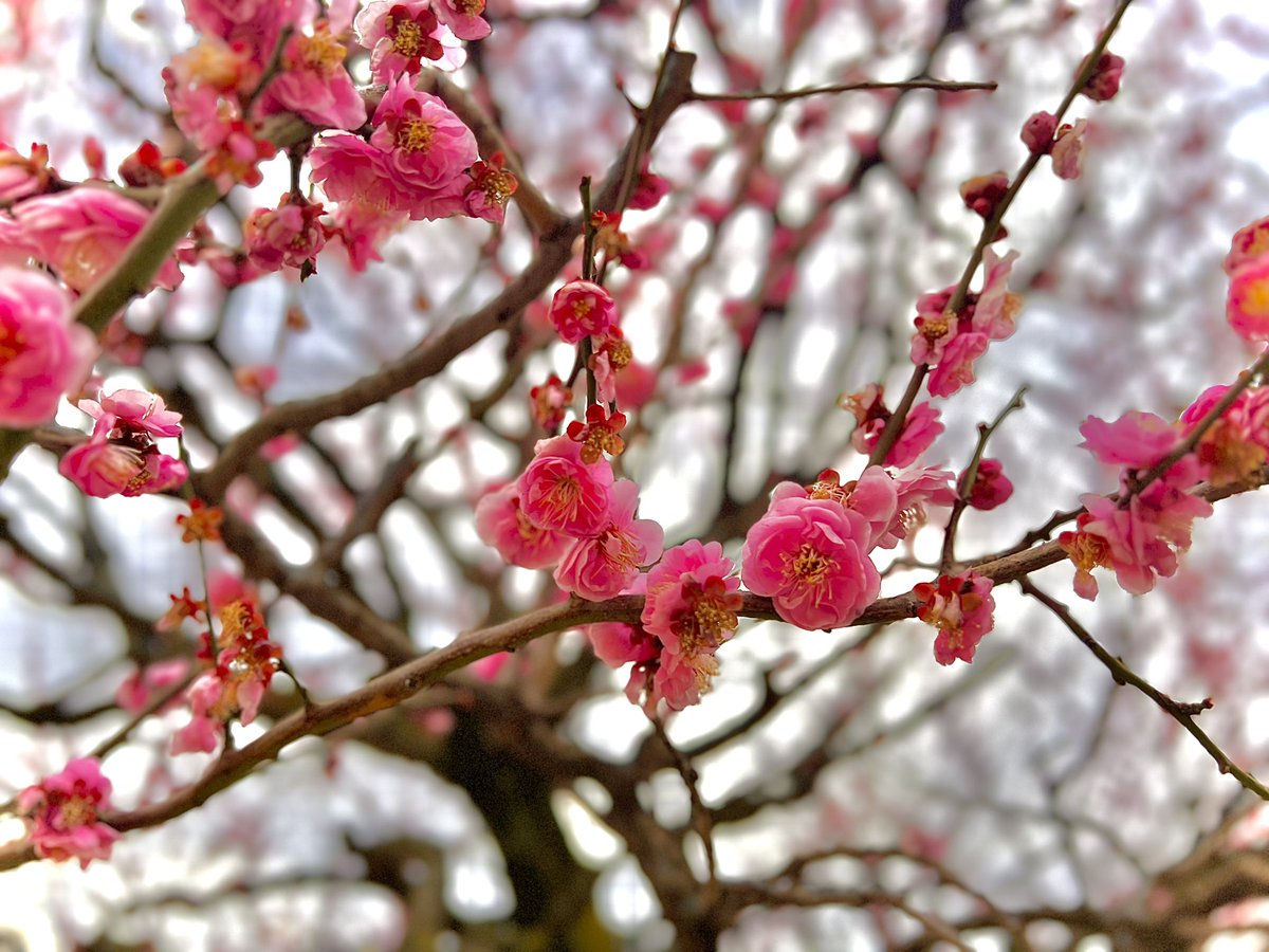 朝晩はまだ寒いけど、昼間はだいぶ暖かくなってきました

近くの公園の梅の木の蕾が花を咲かせてましたよ🌺
花はいつでも気分を豊かにさせてくれますね

少しずつですが、春は確実に近づいて来てます

桜の開花が待ち遠しいですね😊