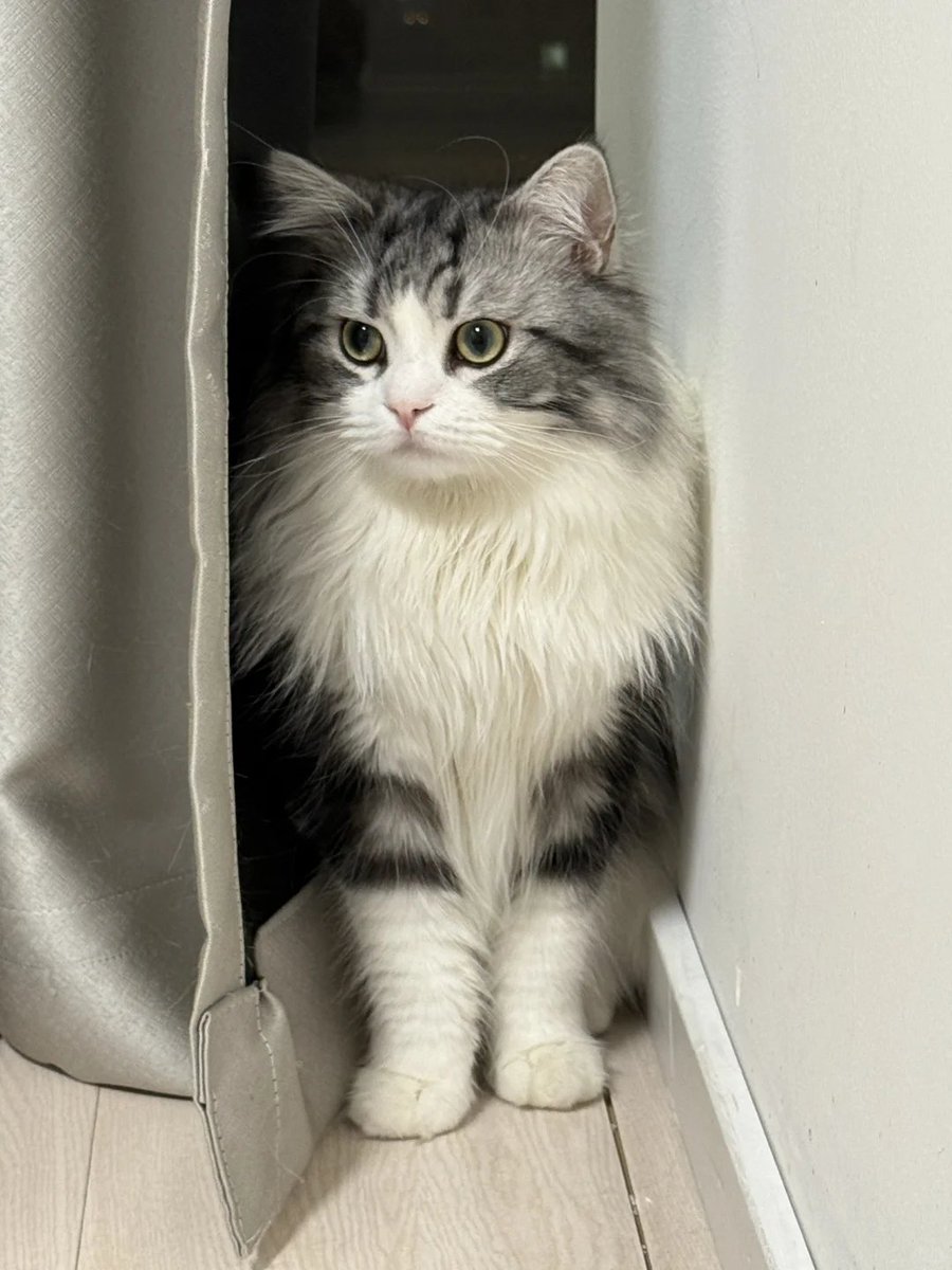 RubyStork's tweet image. You made me laugh.🐱