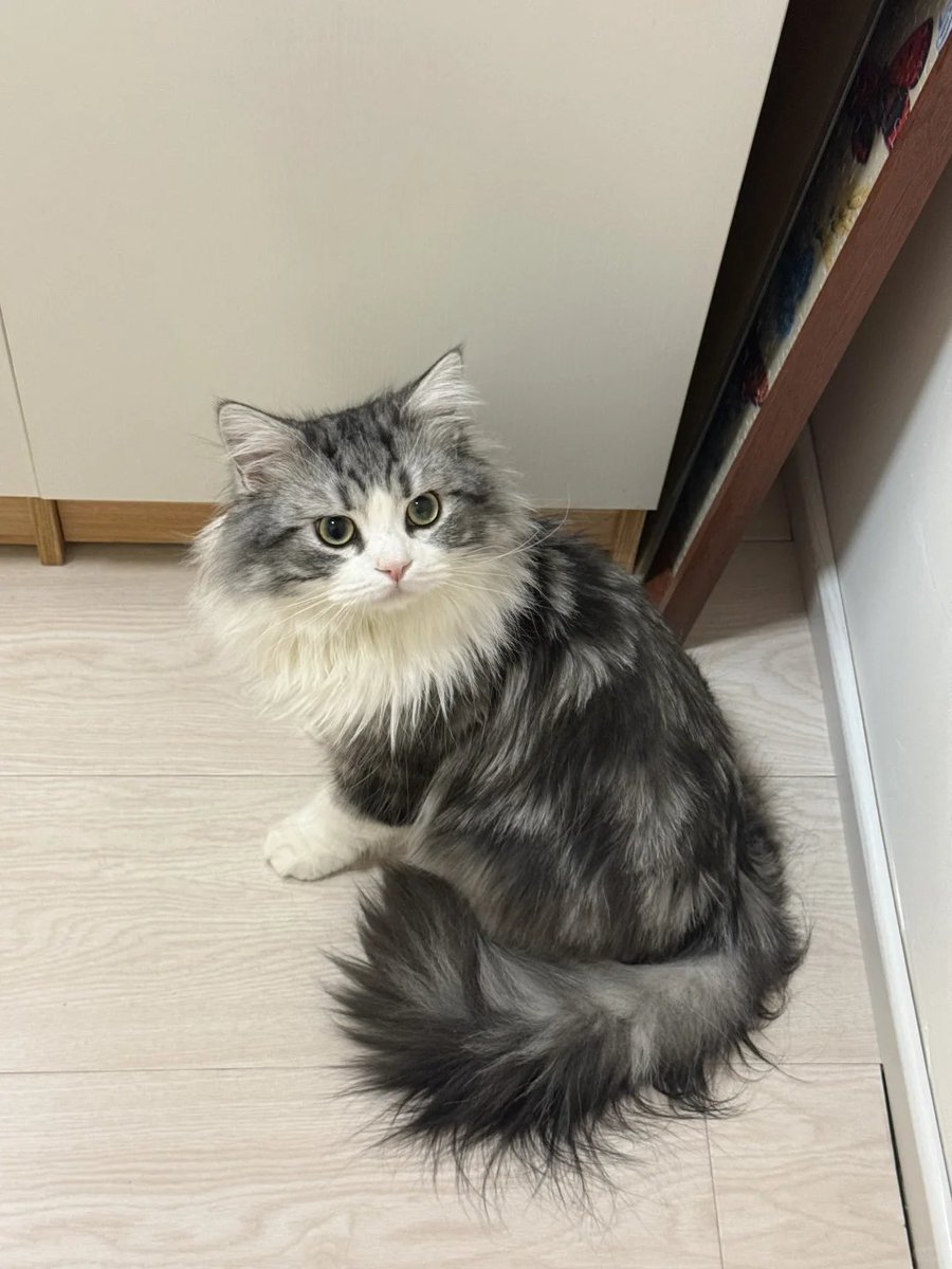 RubyStork's tweet image. You made me laugh.🐱