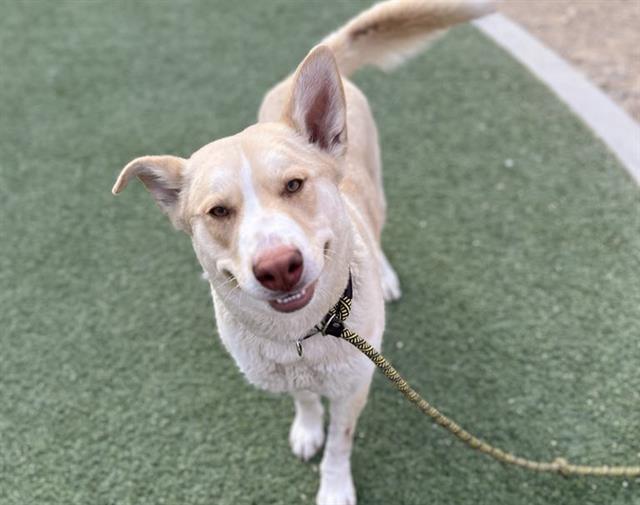 The Animal Foundation (@animalfndlv) on Twitter photo That cute smile? Yeah, that’s the exact face you make when the <a href="/Chilis/">Chili's Grill & Bar</a> waitress heads your way with a plate of chicken crispers and a Presidente Margarita. Pure joy.
Adopt Glorianna! ID# A1358647 That cute smile? Yeah, that’s the exact face you make when the <a href="/Chilis/">Chili's Grill & Bar</a> waitress heads your way with a plate of chicken crispers and a Presidente Margarita. Pure joy.
Adopt Glorianna! ID# A1358647