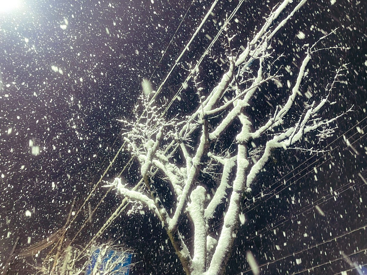 【旅記録 39.40.41】

奈良、彦根での公演が終了。グレイクリスマス近畿旅もいよいよ残り1箇所…！まぁそんなことよりも今回はこの雪。『世界がまるで変わっちゃった』感じがする。自分があまり雪が降る地方の出身じゃないため大層テンションが上がりました。2、3度転びかけました。