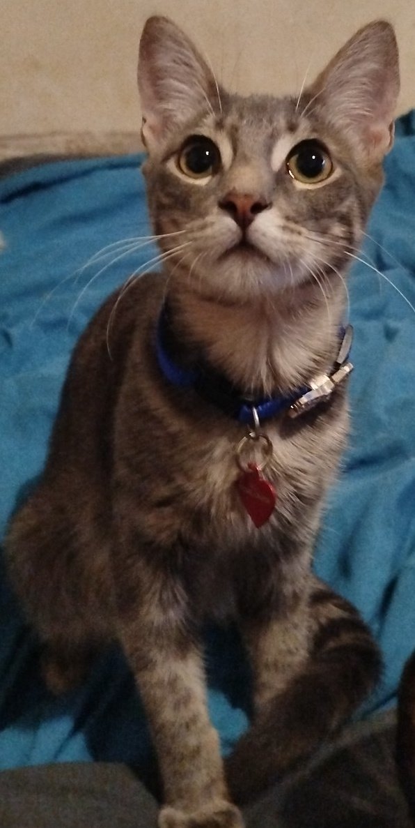 MadreDeOsitos's tweet photo. Vengo a presumir a mi Nieto #Phillips #filipo #filipino #filiberto
#cat #gato #gatos #CatsofTwittter #CatsOnTwitter https://t.co/2SK6LNiRvg