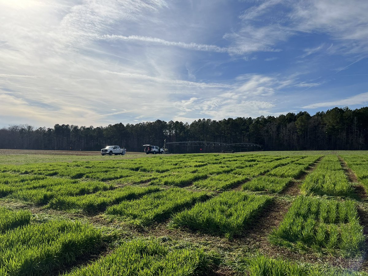 bearded_wheat's tweet photo. Fun with forages https://t.co/FX6vkHSf00