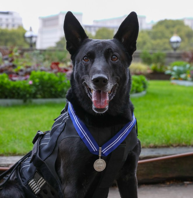RIP Hurricane, a black Belgian Malinois recognized for his valour and bravery in 2014 by protecting the President &amp; First Family from an intruder. Even when punched and kicked, he didn't let go until things were safe. He is considered the most decorated dog in American history.