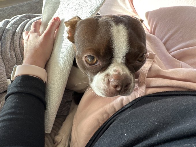 My baby girl got some shots today and is not happy about it. Had to ice her arm. She’s so swollen. https://t