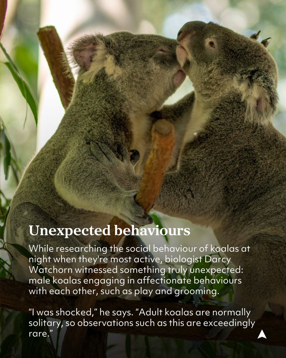 ausgeo's tweet image. Biologist Darcy Watchorn witnessed something truly unexpected: male #koalas engaging in affectionate behaviours with each other, such as play and grooming.

This observation demonstrates that social dynamics between koalas may change when they’re forced to live in close quarters.