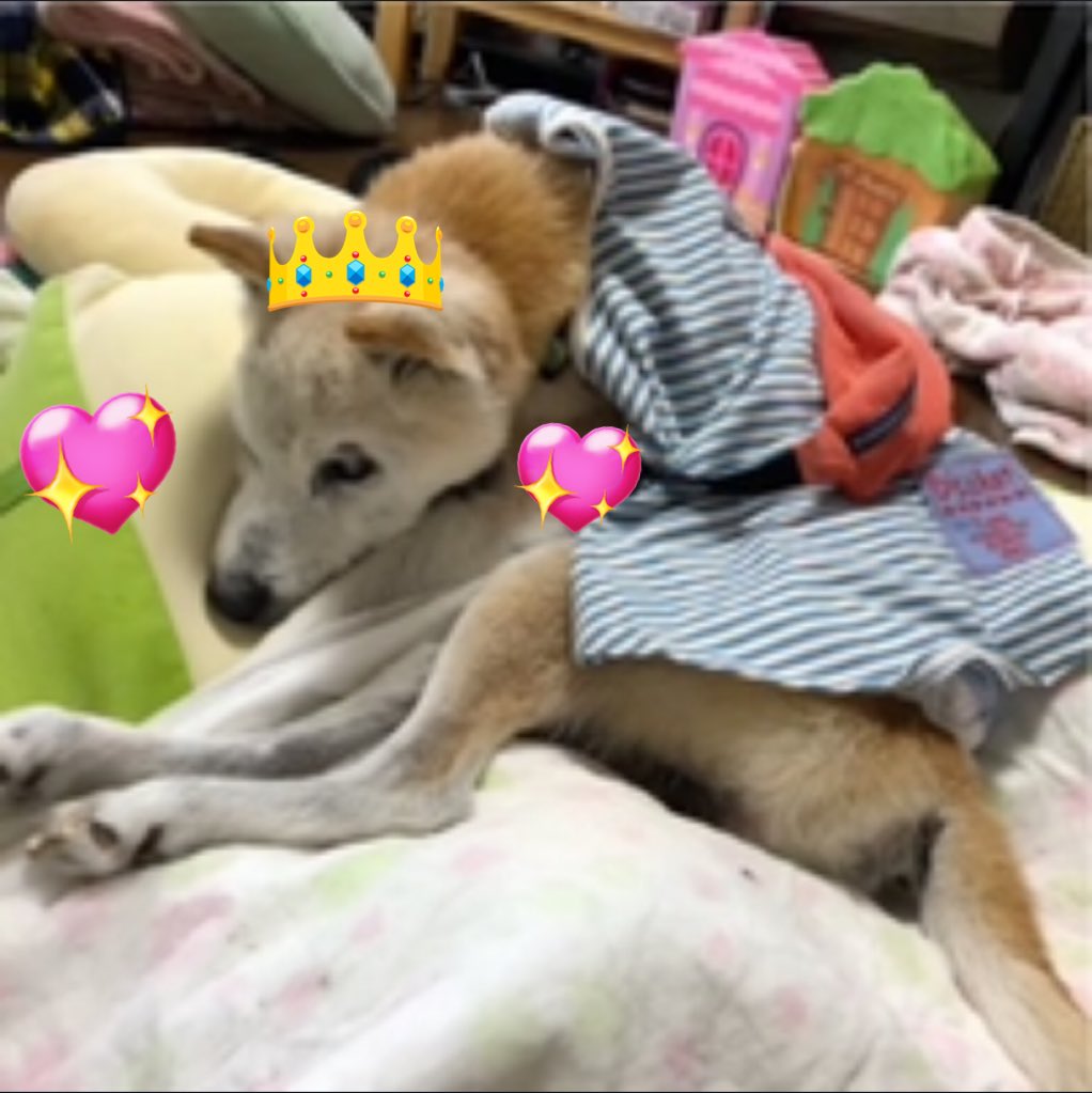 NeneFluorite's tweet photo. #petloss  #ペットロス  #秘密結社老犬倶楽部天国支部  #愛犬  #dog  #twinray  #ツインレイ  #スピリチュアル  #spiritual  #老犬介護 #일러스트 #插图
🩷Instagram更新しました🩷
🩷Instagram updated 🩷
⬇️
https://t.co/8w2ikcsvrT
wari.hima.54◀️ Search and you'll find it💞🎀🍒
Thank you🌹✨ https://t.co/ZTt9Fc7kKq