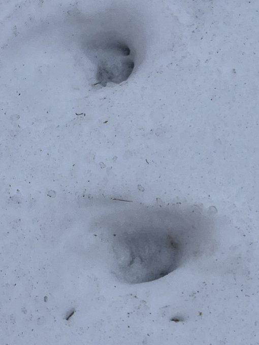 横川から軽井沢手前まで山の中歩いたー
かもしか!かもしかいたよ!
GPSは神社手前で力尽きてた 