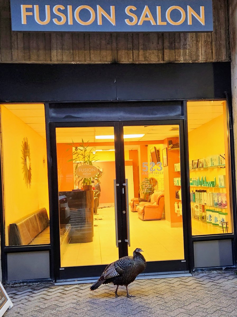 Manhattan Bird Alert tweet media