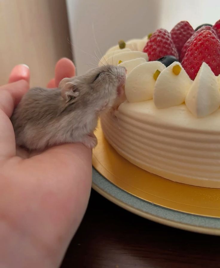 Tweets Of Hamster (@tweetsofhamster) on Twitter photo 