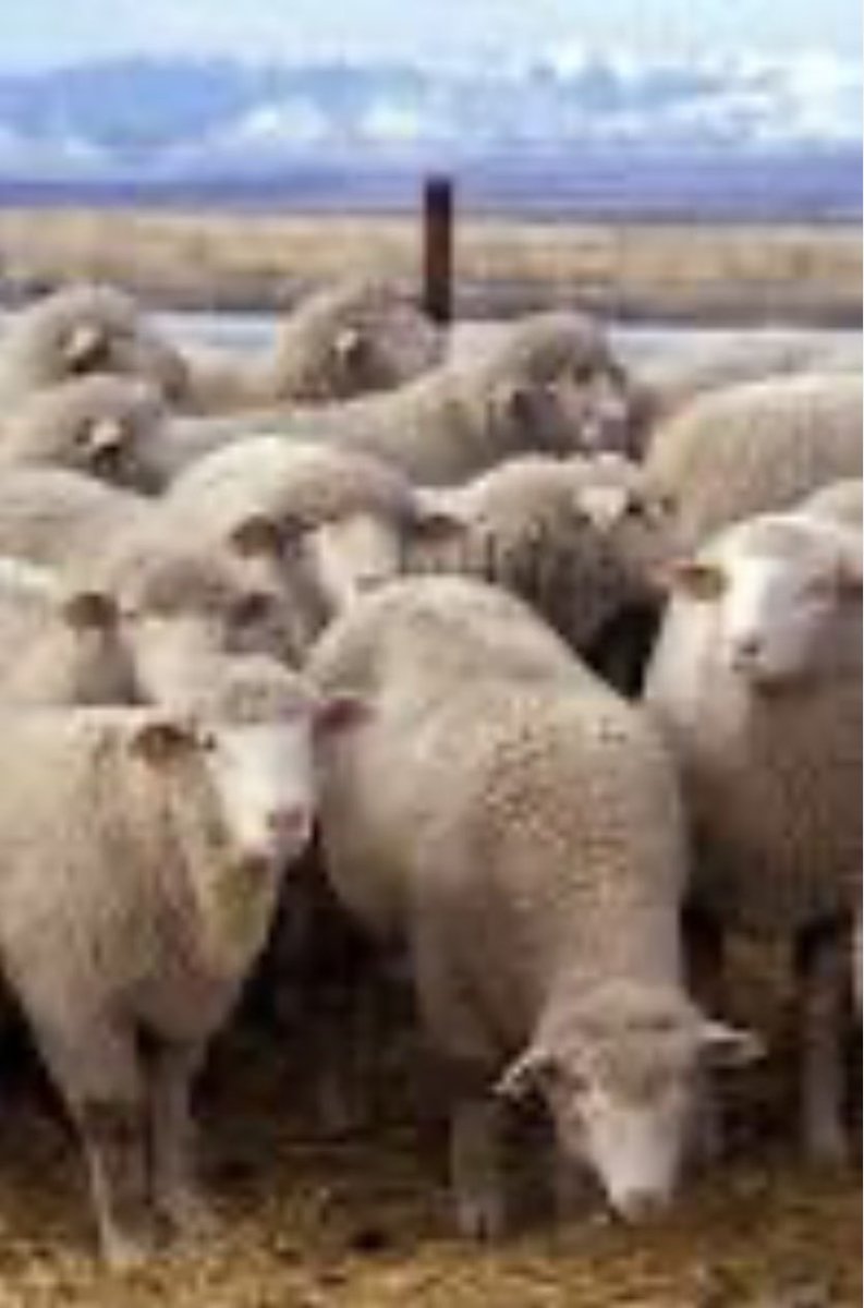 Livestock theft happened on our patch .. 
SEE SOMETHING … SAY SOMETHING 
or you could be next .
Call 131-444 / 000 to report