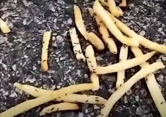 A woman bought her daughter a McDonalds Happy Meal in which the child didnt finish the french fries. Her mom thru the remainder out in the driveway, assuming the birds and other critters would eat them.

The next day, the french fries were still there, and in the same condition