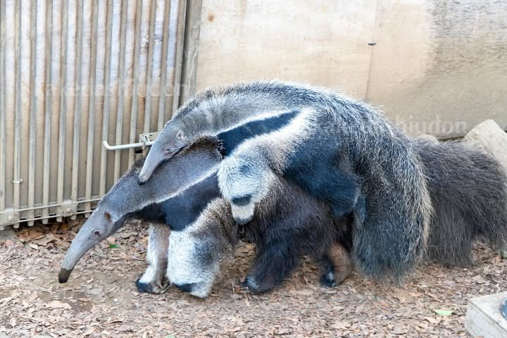 kakedashiudon's tweet image. 寒い日にも親子でお散歩中

📷20250125 #江戸川区自然動物園 #オオアリクイ
