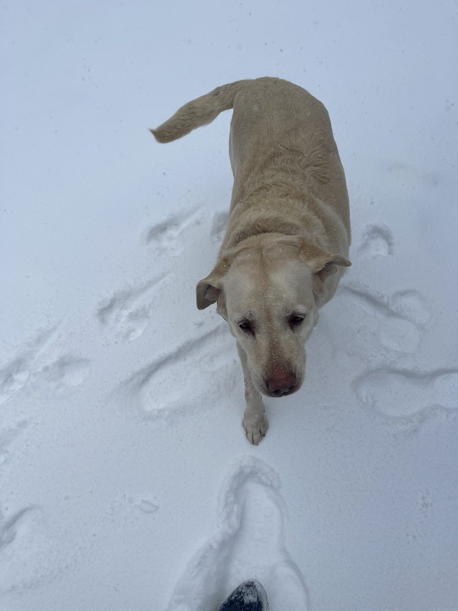We are weathering the snowstorm with a stray guest who followed my kids home. No identification but she’s enjoying being inside while it’s 10 outside. Looking for her owner, if she has one.