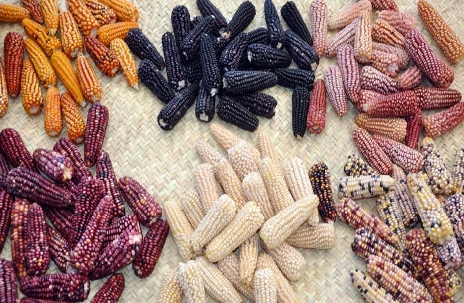 La propuesta presidencial es una declaración de independencia agrícola, cultural y biológica:

- México es el centro global de origen y diversidad del maíz

- Se prohíbe sembrar maíz transgénico y con modificaciones que superen barreras naturales de reproducción o recombinación…