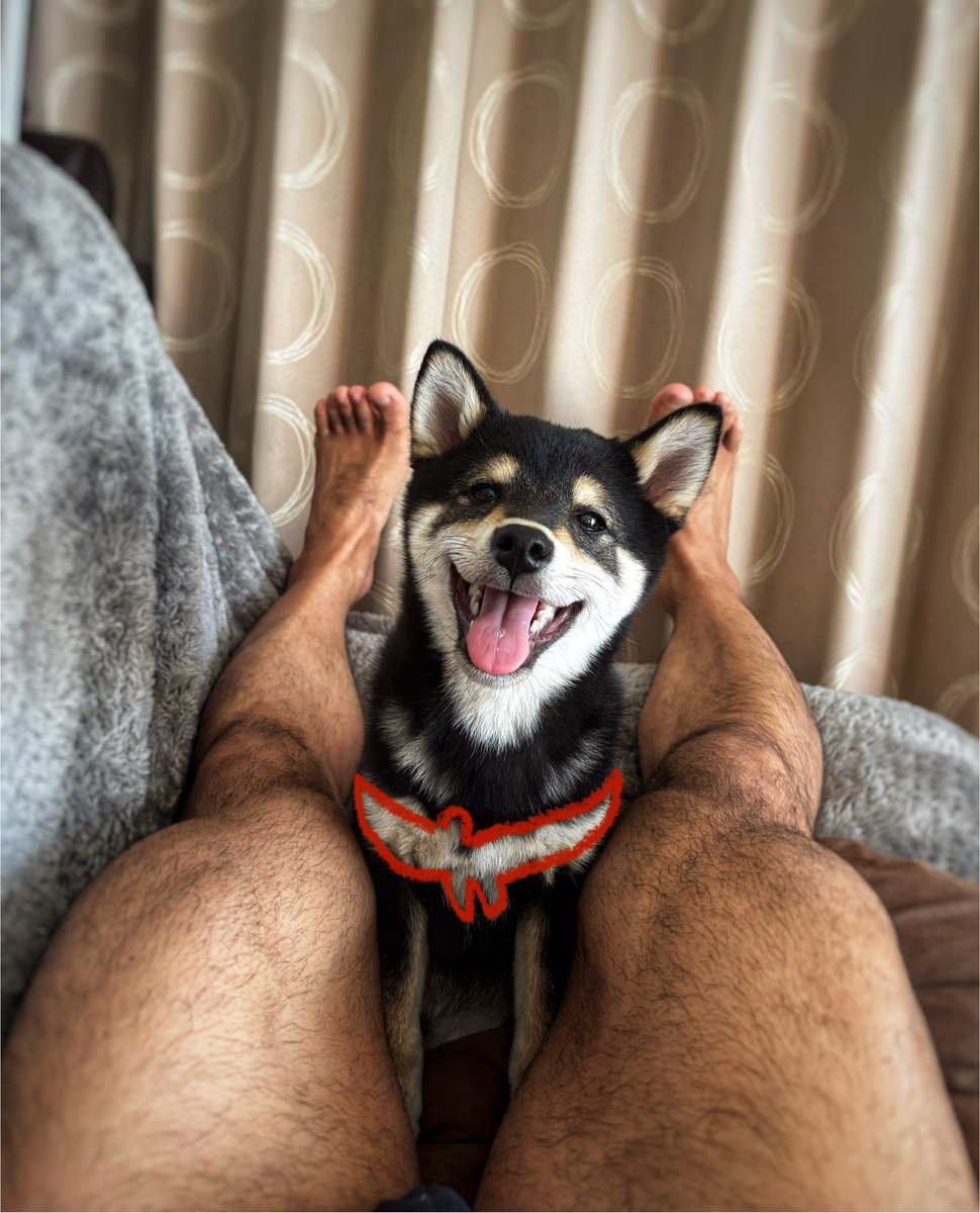 胸に鳳凰を秘める豆柴
愛犬家の皆様もお待ちしております
phoenix-acumox.com