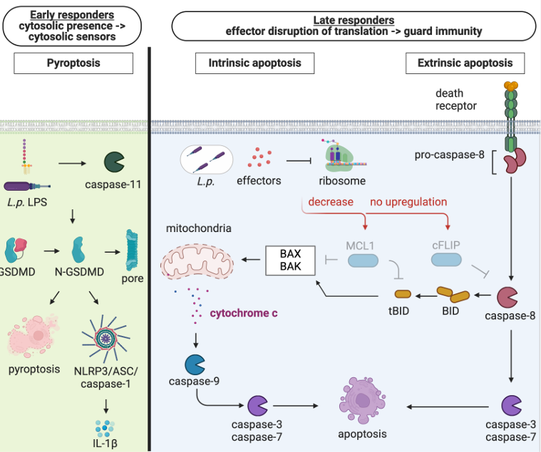 Waggoner Lab (@labwaggoner) on Twitter photo DCs activate pyroptosis and effector-triggered apoptosis to restrict Legionella infection
doi.org/10.1101/2025.0…
<a href="/SunnyShinLab/">Dr. Sunny Shin</a> @vazquez_marrero DCs activate pyroptosis and effector-triggered apoptosis to restrict Legionella infection
doi.org/10.1101/2025.0…
<a href="/SunnyShinLab/">Dr. Sunny Shin</a> @vazquez_marrero