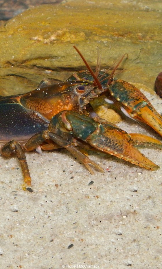 Did you know? Crayfish and yabbies are known as "mulayim" to the Bundjalung people. 🦞

Fun fact: The Mt Elliott crayfish lives exclusively in the remote mountainous area of Bowling Green Bay National Park in Queensland.

📷: Robert McCormack | WWF Australia