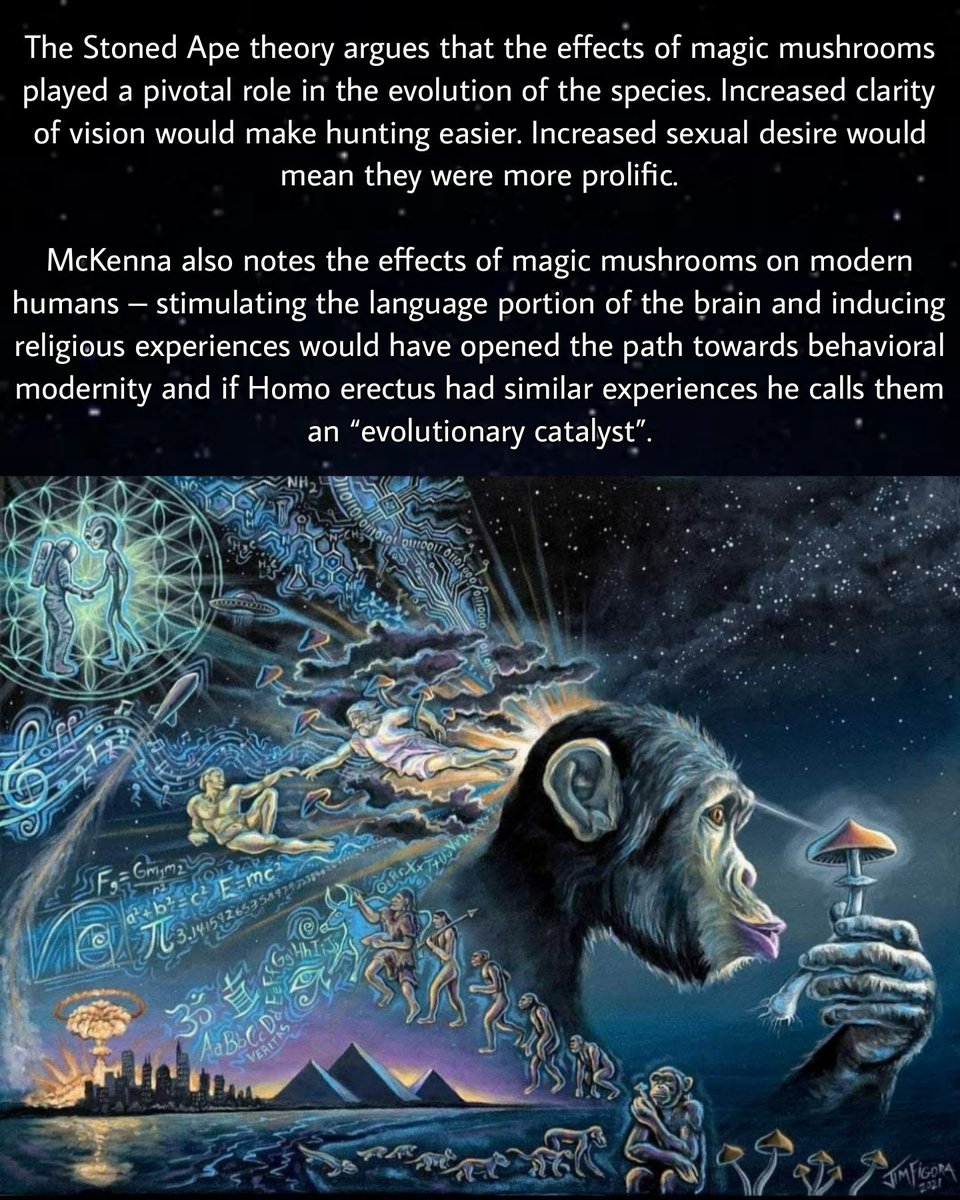 APsychedelics's tweet image. The Stoned Ape Theory 🐒 + 🍄‍🟫 = 👨‍🚀