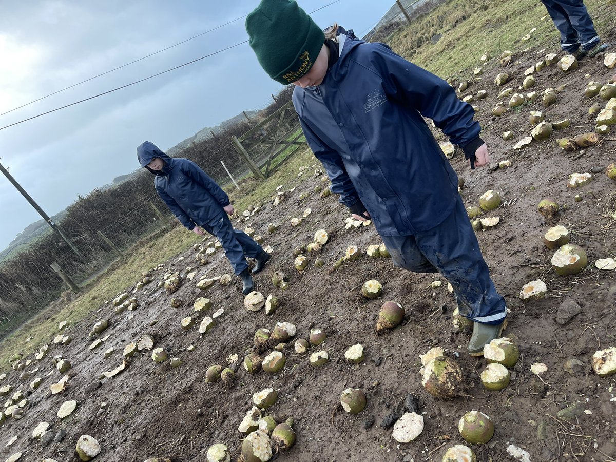Wick Marcross (@wickps) on Twitter photo Lambing <a href="/Treginnis_FFCC/">Lower Treginnis - Farms for City Children</a> . What a wonderful setting ! #inquiry #cynefin Lambing <a href="/Treginnis_FFCC/">Lower Treginnis - Farms for City Children</a> . What a wonderful setting ! #inquiry #cynefin