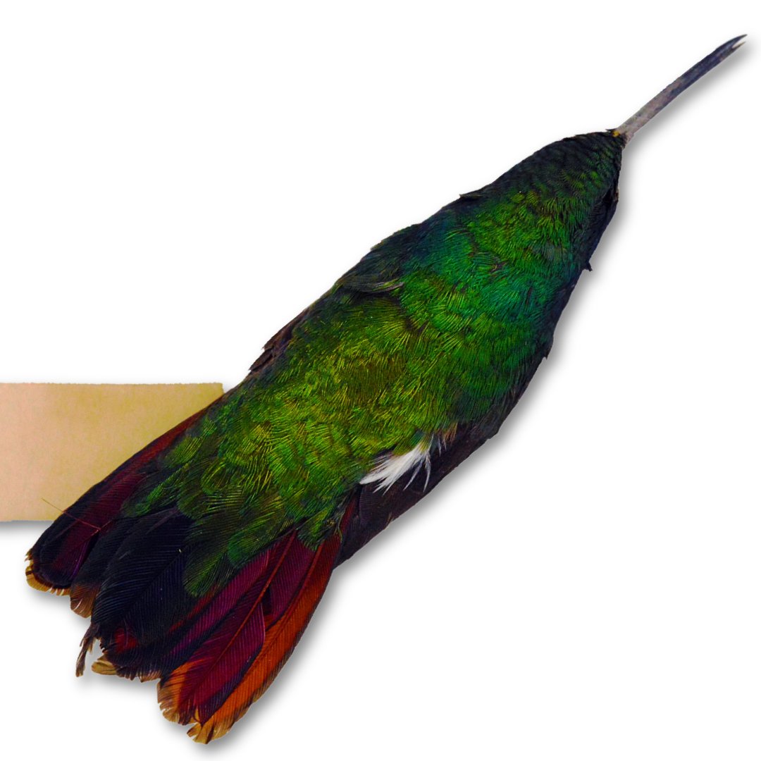 Ipswich Museums tweet media