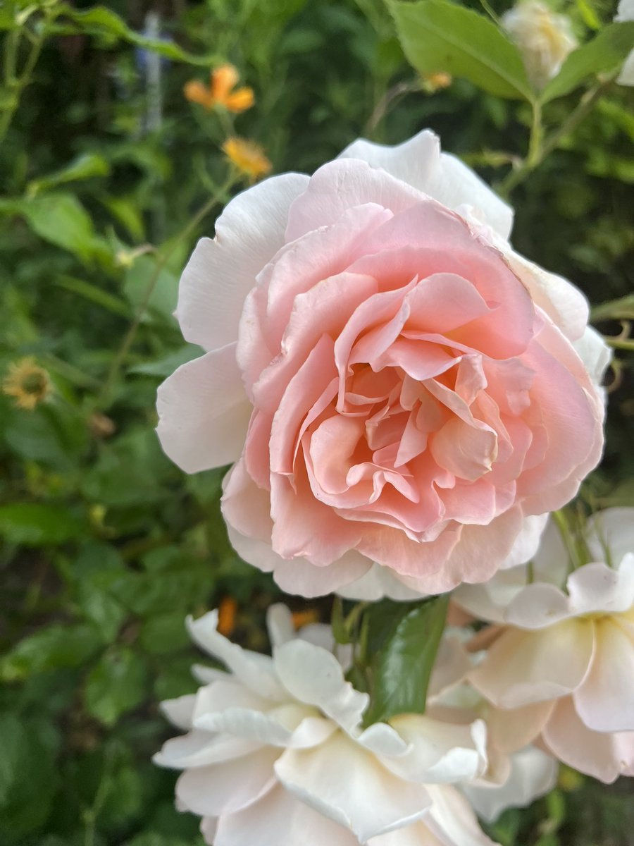 uk_treasures's tweet photo. #RoseWednesday flashback to last summer on cold, grey February morning. https://t.co/wWgvTA2NBc
