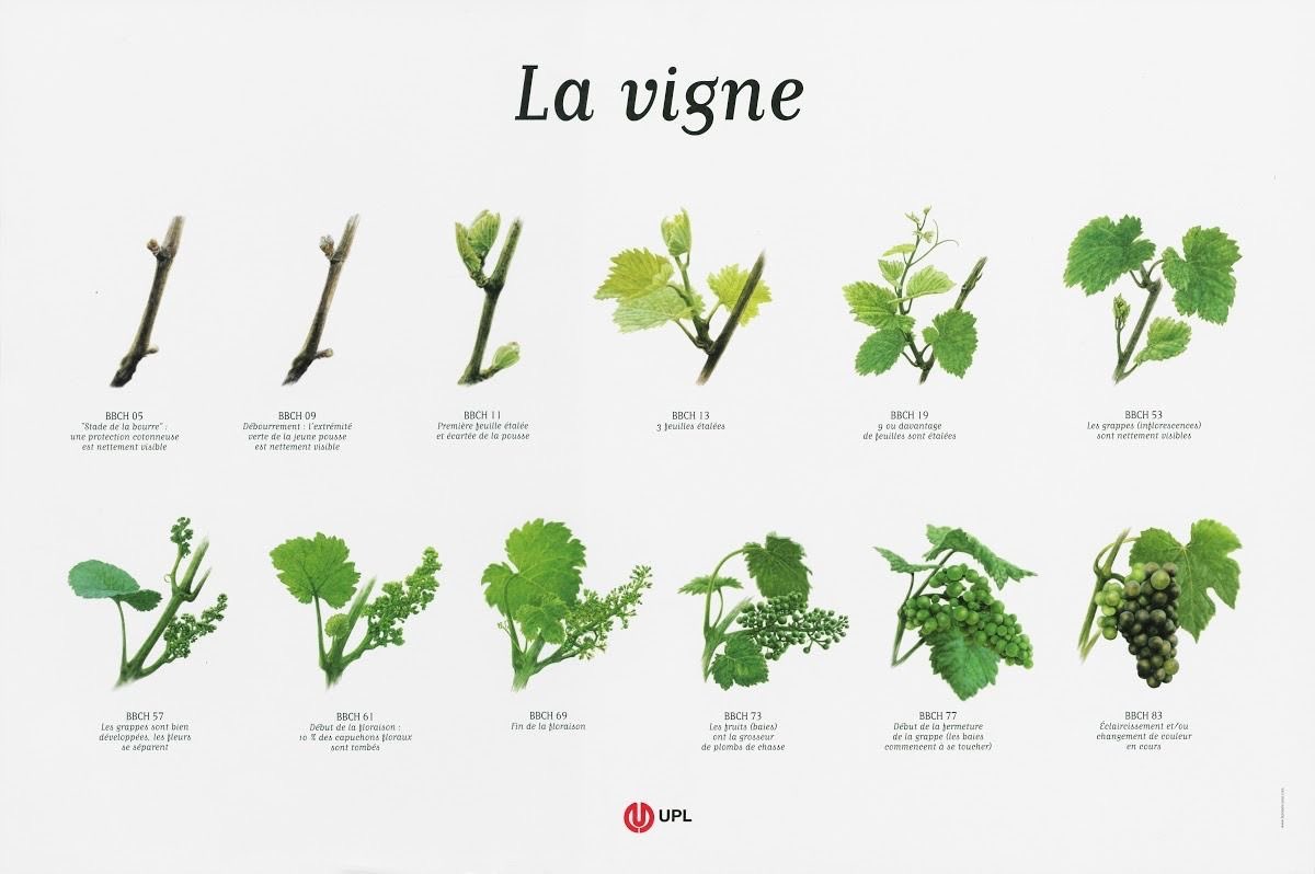 GuardianofWine's tweet photo. El ciclo de la vid y sus etapas #vino https://t.co/kl1vknp7W7