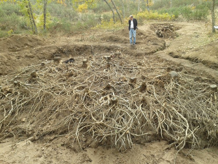 ExFuMo1's tweet photo. #Clonality of #Quercus pyrenaica at the center of its #forest success and decline🌳🌳🌳
...One of the Spanish names for Q. pyrenaica is “rebollo” which alludes to its enormous capacity to #resprout from the #root and #stembase...
Read more ▶️https://t.co/Se44xOXF58
#GoBelowground https://t.co/kNAtzB1qkk