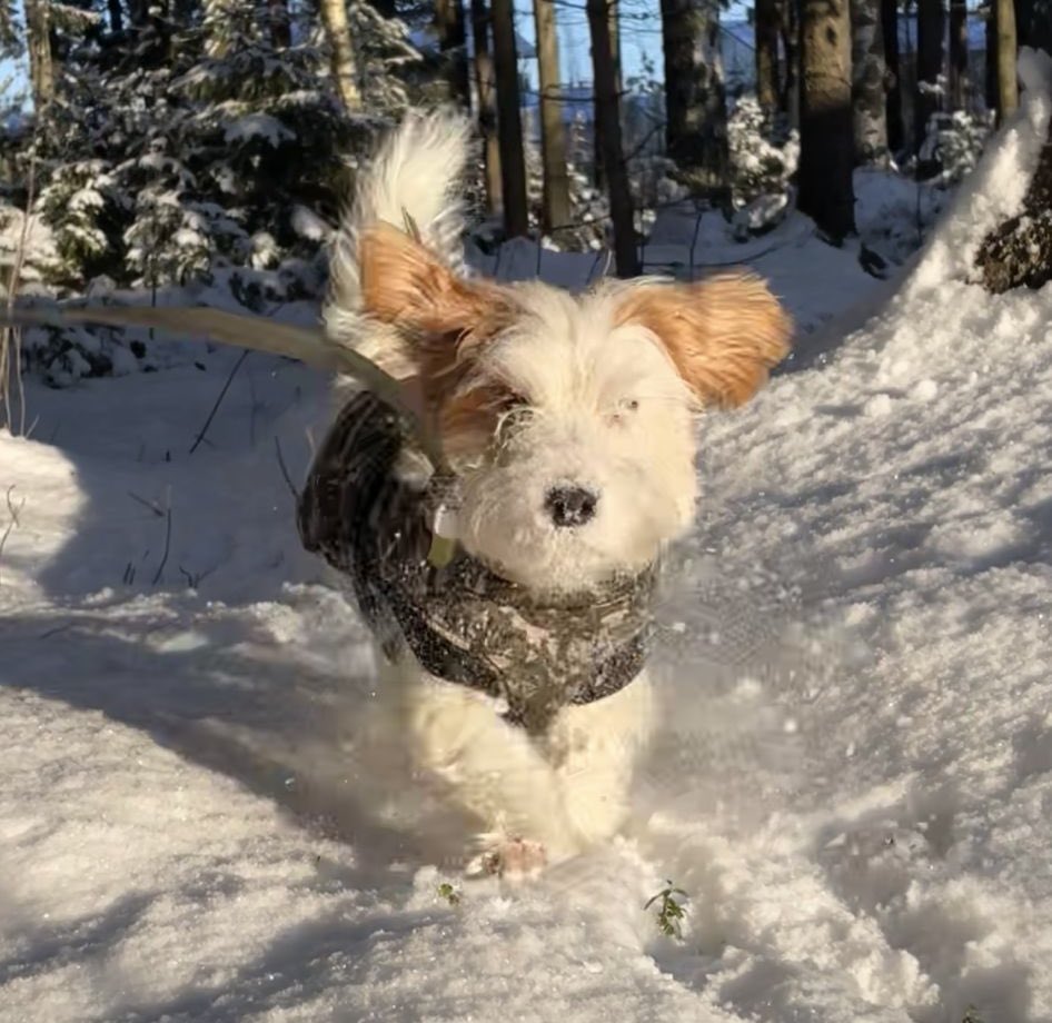 80Hyttinen's tweet image. Mallia hiihtoloman reippailuun. #BobTheDog