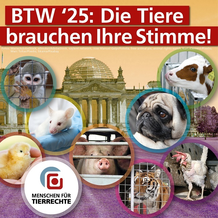 Bundestagswahl: Rückschritte beim Tier-, Umwelt- und Klimaschutz verhindern. Menschen für Tierrechte ruft dazu auf, für Parteien zu stimmen, die wirksame Maßnahmen vorlegen: tierrechte.de/2025/02/18/19-…
#Tierschutz #Bundestagswahl #BTW2025 #Tierbestände #Fleischsteuer #Agrar