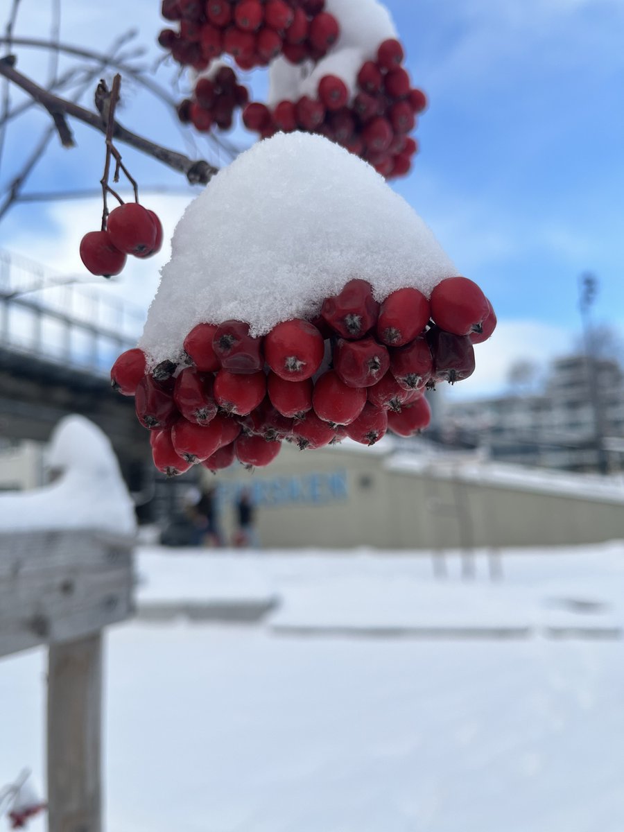 Back from a few days in Norway.   🇳🇴 

A glimpse of the northern lights, but, mostly snow.  And great times