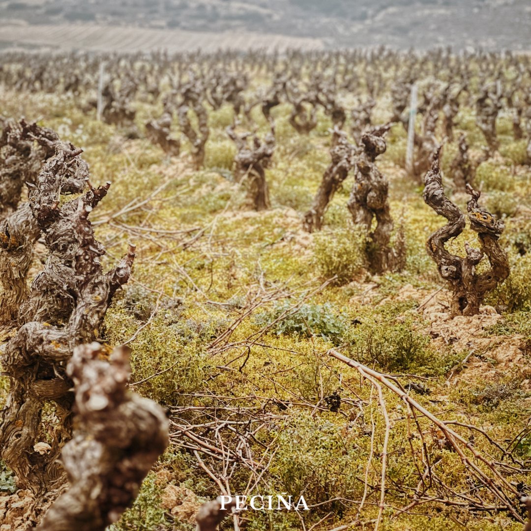 🍂✂️ Tiempo de poda en Peciña ✂️🍂

En invierno, la viña descansa, pero el trabajo en el campo no se detiene.

Es momento de la poda, guía el crecimiento de la vid y garantiza la mejor calidad en la próxima cosecha.  ♥️

#bodegaspeciña