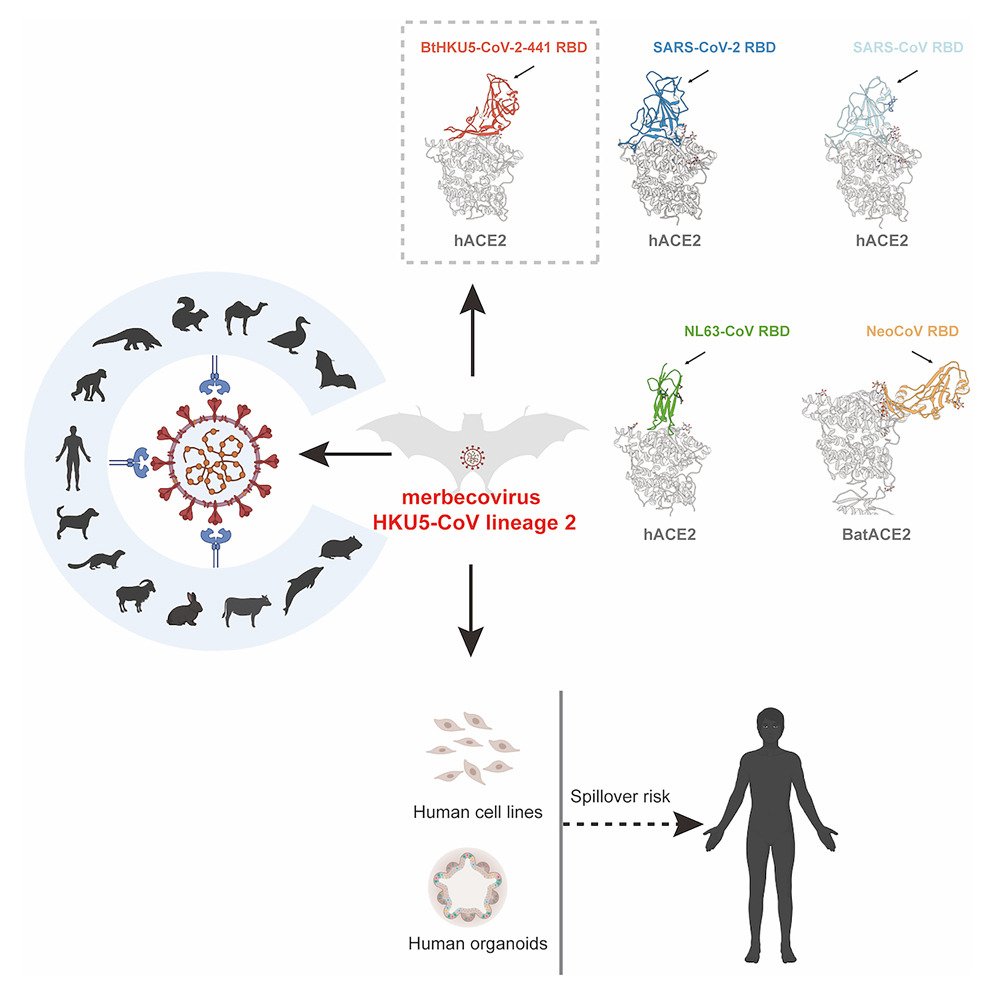 MicrobesInfect's tweet photo. Bat-infecting #merbecovirus HKU5-CoV lineage 2 can use human ACE2 as a cell entry receptor.

Bat HKU5-CoV-2 uses human ACE2 receptor &amp; ACE2 orthologs from multiple species.
Bat HKU5-CoV-2 was isolated &amp; infect human-ACE2-expressing cells

https://t.co/FYKYCYJNx5 #coronavirus https://t.co/kLJswTiqN5