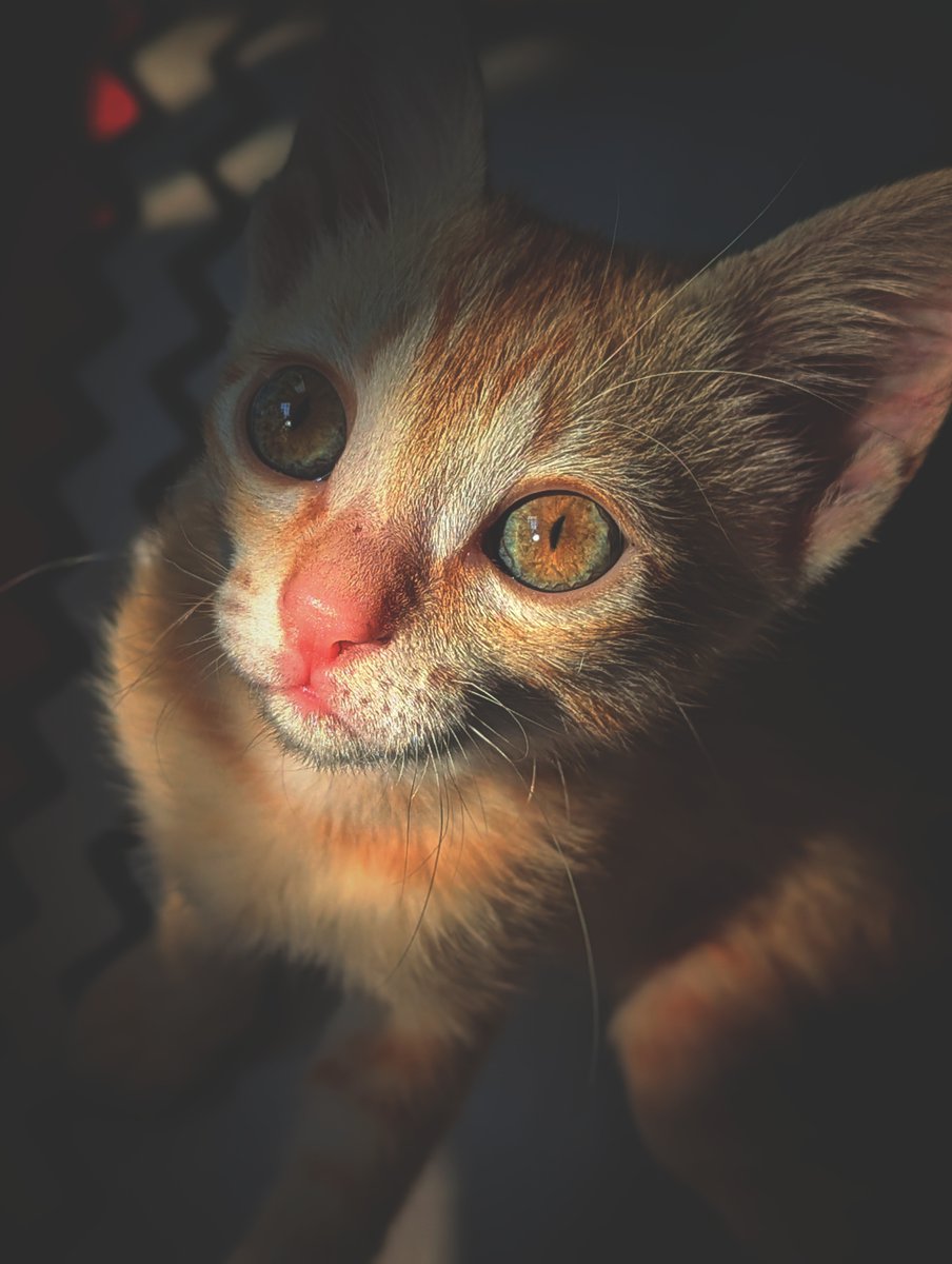 livetime_fe's tweet photo. 10 days since this stunning girl walked into my life #SixFive #JangriTheSixFiveCat https://t.co/RsnO7QJgg0
