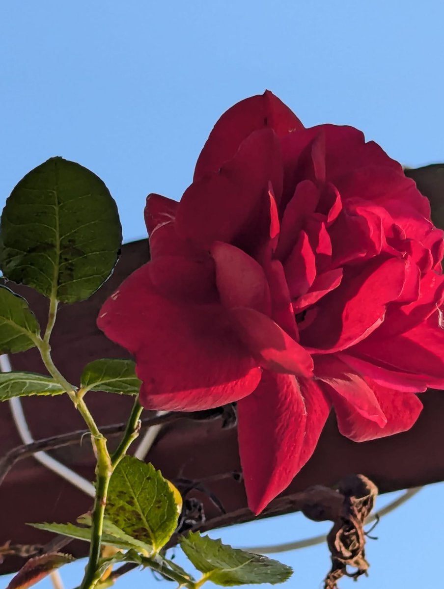 Guten Morgen meine Lieben ❤️
Heute wird meine Mama 79 Jahre alt. 
Gefeiert wird am Sonntag 😌
Habt einen schönen Mittwoch 🍀