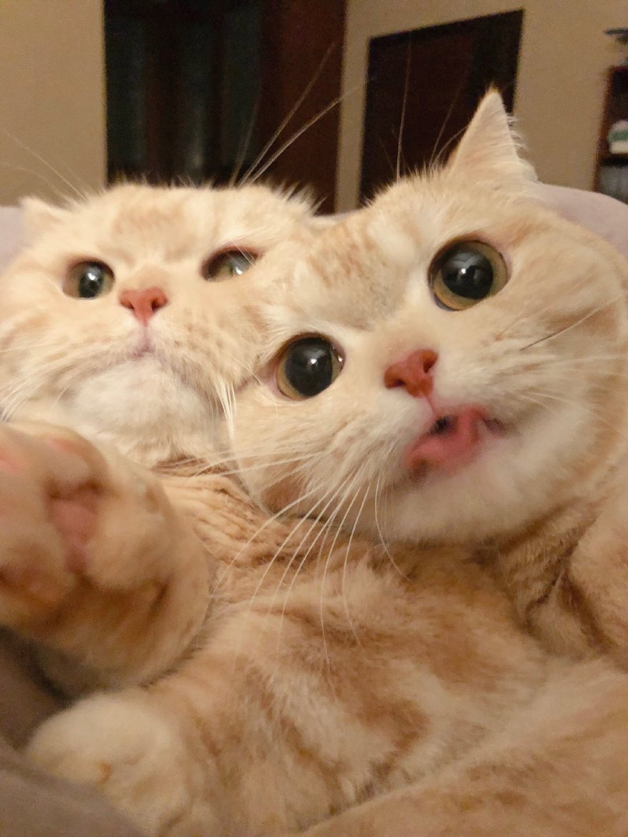 oscat :3 (@oscarpicatstri) on Twitter photo 
