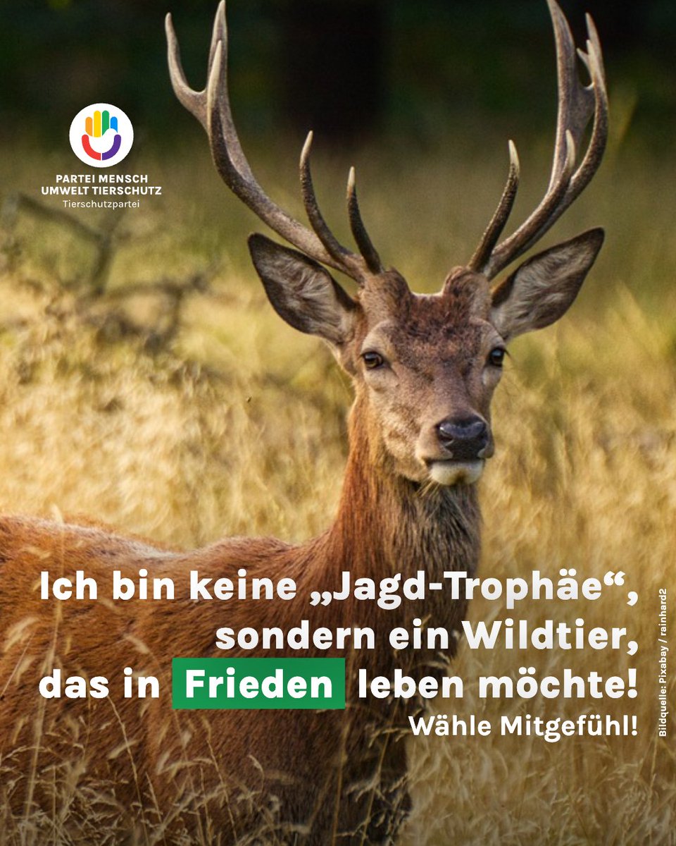 Ich bin keine "Jagd-Trophäe", sondern ein Wildtier, as in Frieden leben möchte!

Schau in unser Wahlprogramm auf unserer Webseite und wähle Mitgefühl! 💚