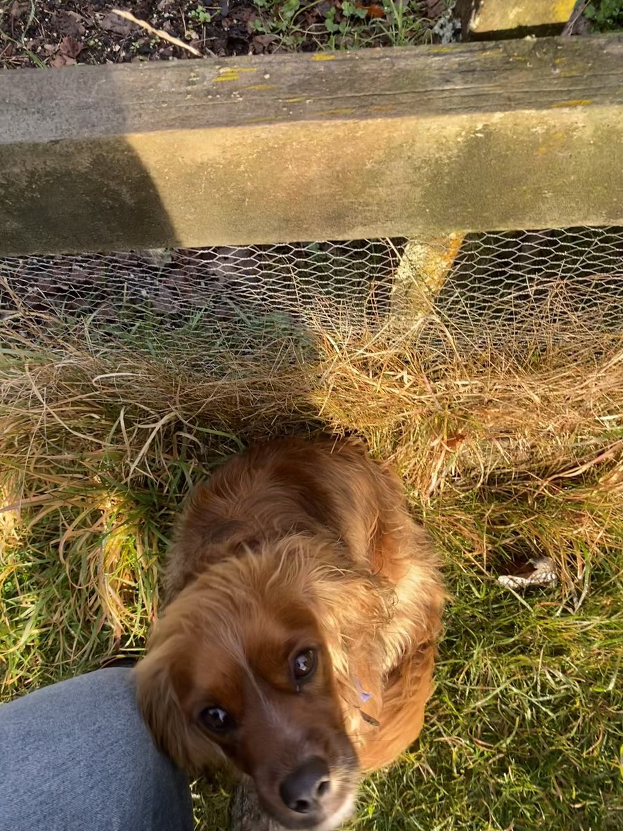 abbsorbed's tweet photo. @catbatss no cat but here’s paxy instead https://t.co/44Tu0UUPna