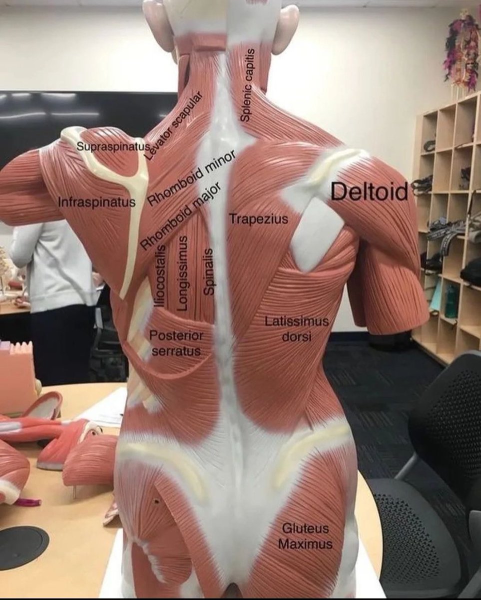 Back Muscles 💪🏻