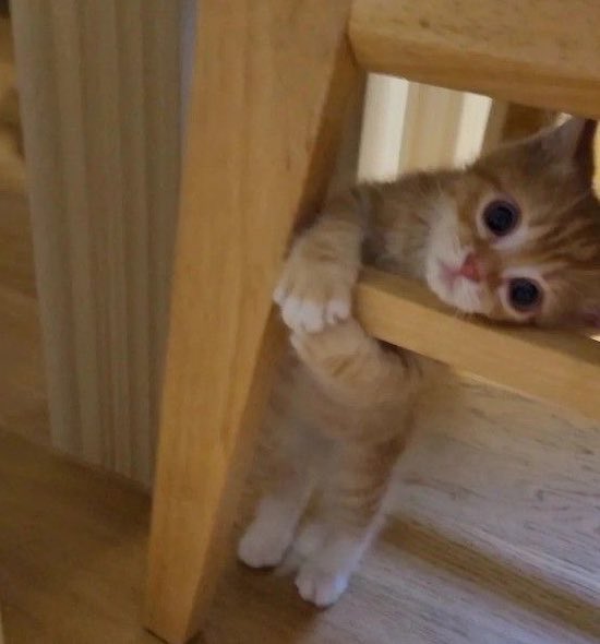 ขอเล้นด้วยหน่อย
กล้าก้มาจิ