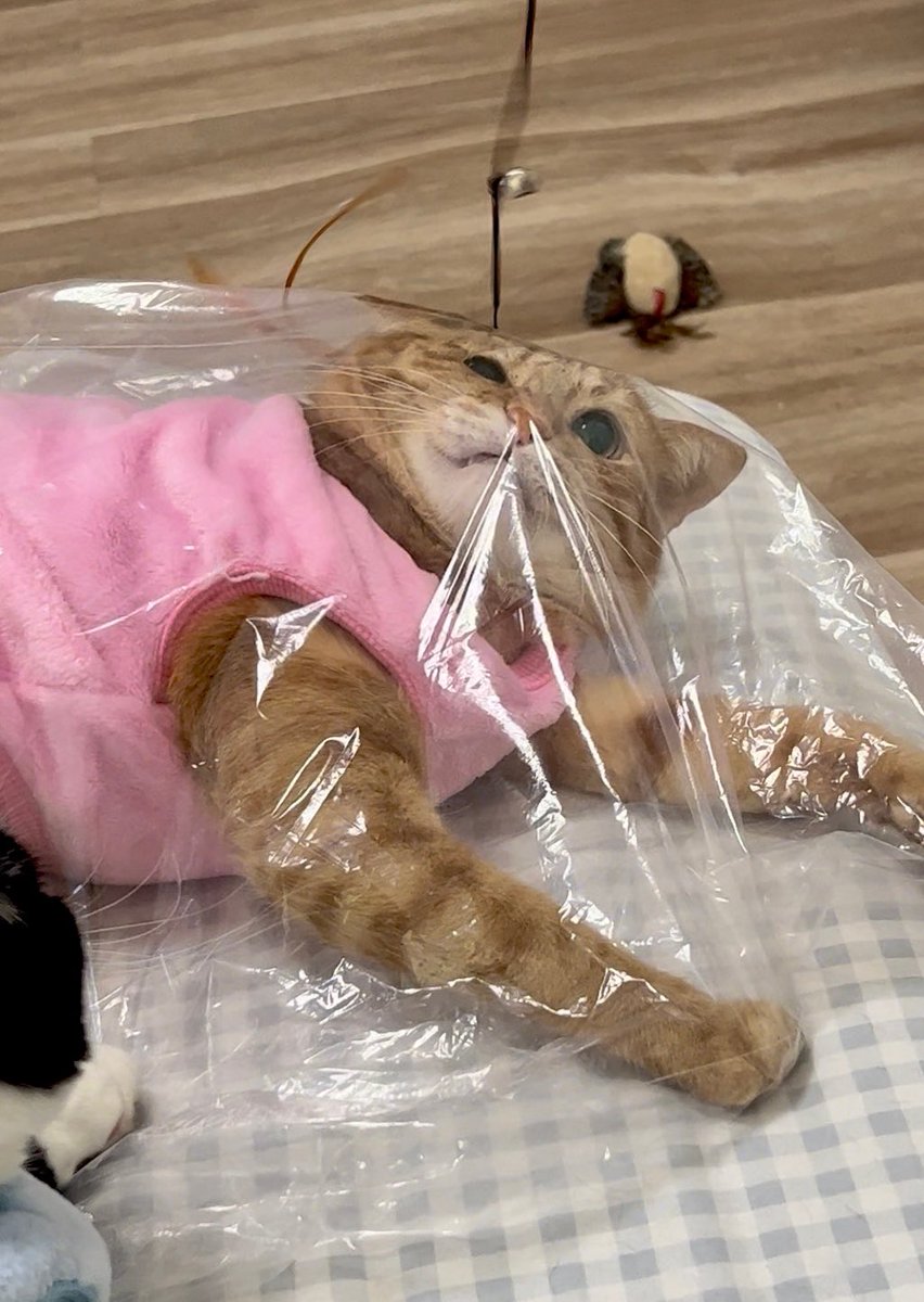 hundred_Hyun04's tweet photo. ส่งต่อแมวส้มค่ะ แพคใส่ถุงเรียบร้อยแล้วค่ะ555555555555555 https://t.co/o7wkMKna5w