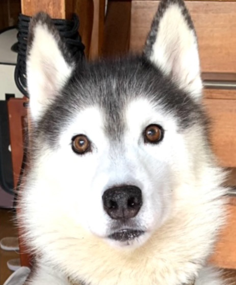 フッサフサやでー！
byバルト
#シベリアンハスキー