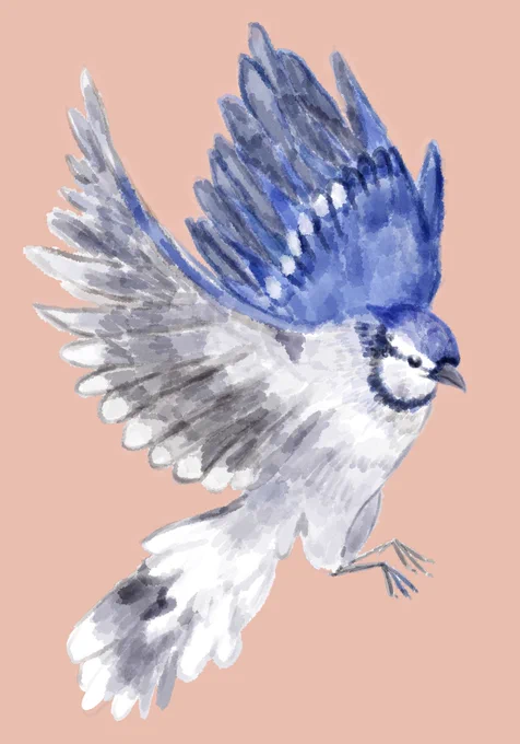 ブルージェイ(アオカケス)背景無しと有り楽しんでくださいね#鳥イラスト 