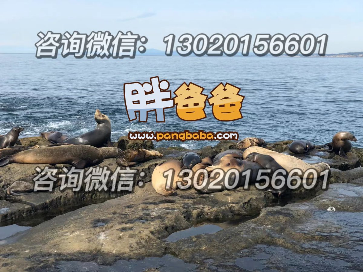 DonationAgency's tweet photo. 北京客人选择的美国代母即将生产，带客人去圣地亚哥看望她的路上，一路往南，先在Las Flores View Point 喂海鸟，再去La Jolla Cove 看海豹。

双国籍 美国护照 中国旅行证 美宝 润学 出柜 https://t.co/ygqXEk45Ua