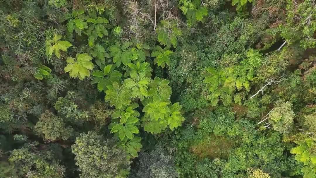 HarmonyYunnan's tweet image. In the Xiaoheishan Nature Reserve in Longling, Yunnan Province, 30,000 Alsophila spinulosa trees are sprouting new buds in the spring. From an aerial view, they look like giant green umbrellas! These &quot;living fossils&quot; are witnesses of the dinosaur era.  #LivingFossil