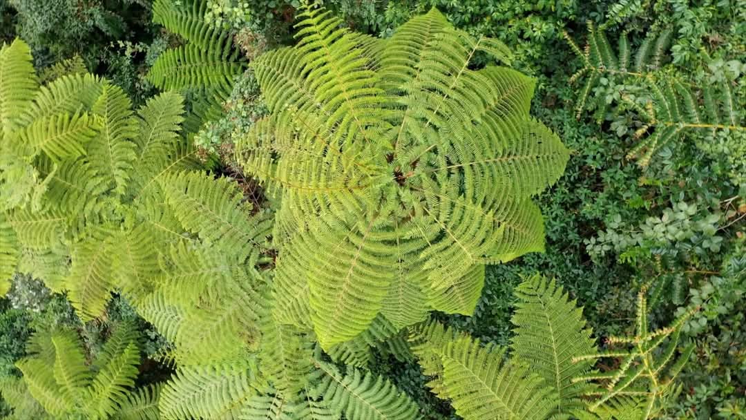 HarmonyYunnan's tweet image. In the Xiaoheishan Nature Reserve in Longling, Yunnan Province, 30,000 Alsophila spinulosa trees are sprouting new buds in the spring. From an aerial view, they look like giant green umbrellas! These &quot;living fossils&quot; are witnesses of the dinosaur era.  #LivingFossil