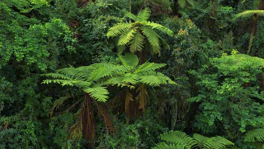 HarmonyYunnan's tweet image. In the Xiaoheishan Nature Reserve in Longling, Yunnan Province, 30,000 Alsophila spinulosa trees are sprouting new buds in the spring. From an aerial view, they look like giant green umbrellas! These &quot;living fossils&quot; are witnesses of the dinosaur era.  #LivingFossil