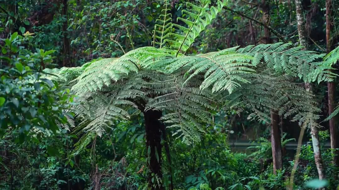 HarmonyYunnan's tweet image. In the Xiaoheishan Nature Reserve in Longling, Yunnan Province, 30,000 Alsophila spinulosa trees are sprouting new buds in the spring. From an aerial view, they look like giant green umbrellas! These &quot;living fossils&quot; are witnesses of the dinosaur era.  #LivingFossil