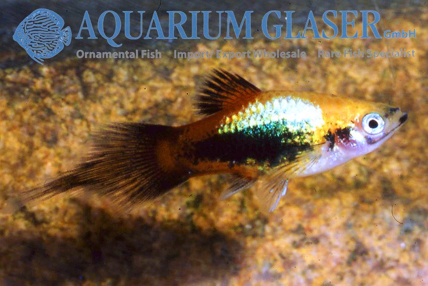 aquariumglaser's tweet image. #Platy #Wagtail #Pointed #Tail 
find more details and pics @ facebook.com/AquariumGlaser/
