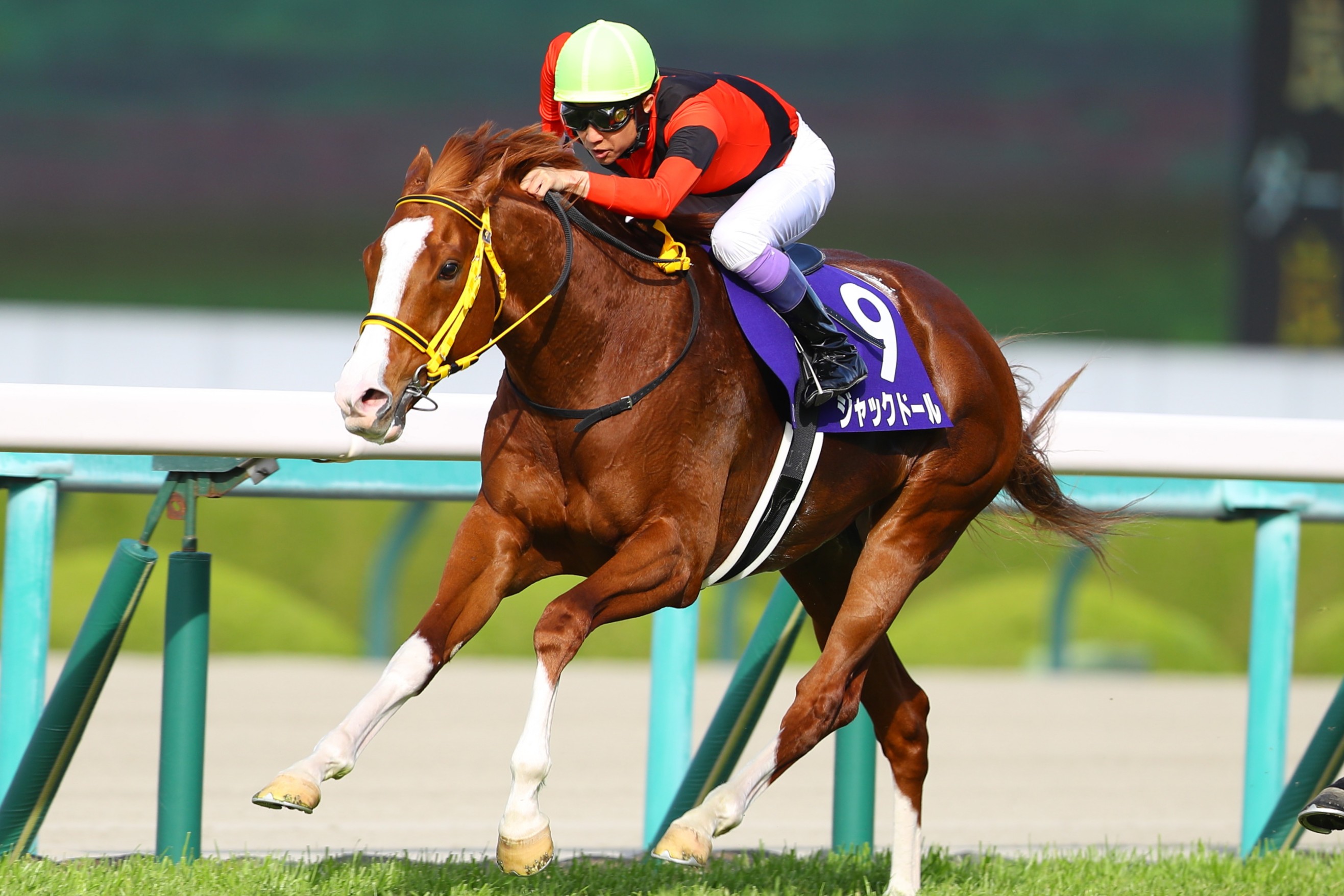 早割クーポン！ まねき馬倶楽部 ジャックドール レインボーカード 大阪杯 第67回 その他